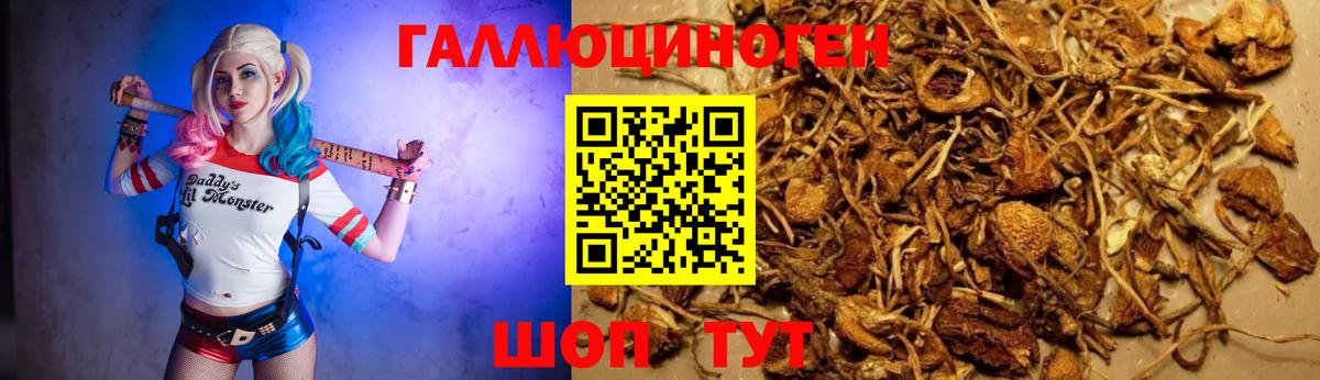 Псилоцибиновые грибы GOLDEN TEACHER  Вход с VPN  даркнет сайт  Всеволожск 